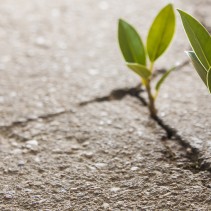 Self-Sufficient Survival